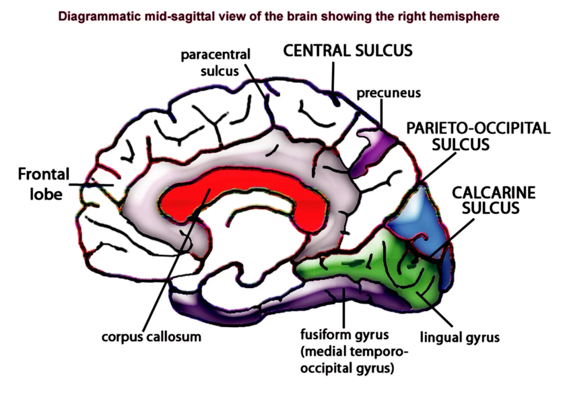 Vnitřní plocha pravé hemisféry
Fronta lobe čelní lalok
Paracentral sulcus sulcus paracentralis
Central sulcus sulcus centralis
Precuneus precuneus
Parieto-occipital sulcus sulcus parietooccipitalis
Calcarine sulcus sulcus calcarinus
Lingual gyrus gyrus lingualis
Fusiform gyrus gyrus fusiformis
Corpus callosum corpus callosum
