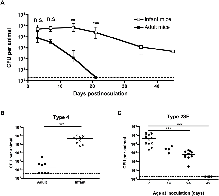 Pneumococcal carriage is prolonged in infant mice.