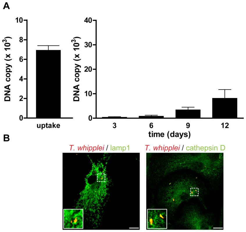 <i>T. whipplei</i> replication is impaired in IFNAR1<sup>−/−</sup> BMDM.