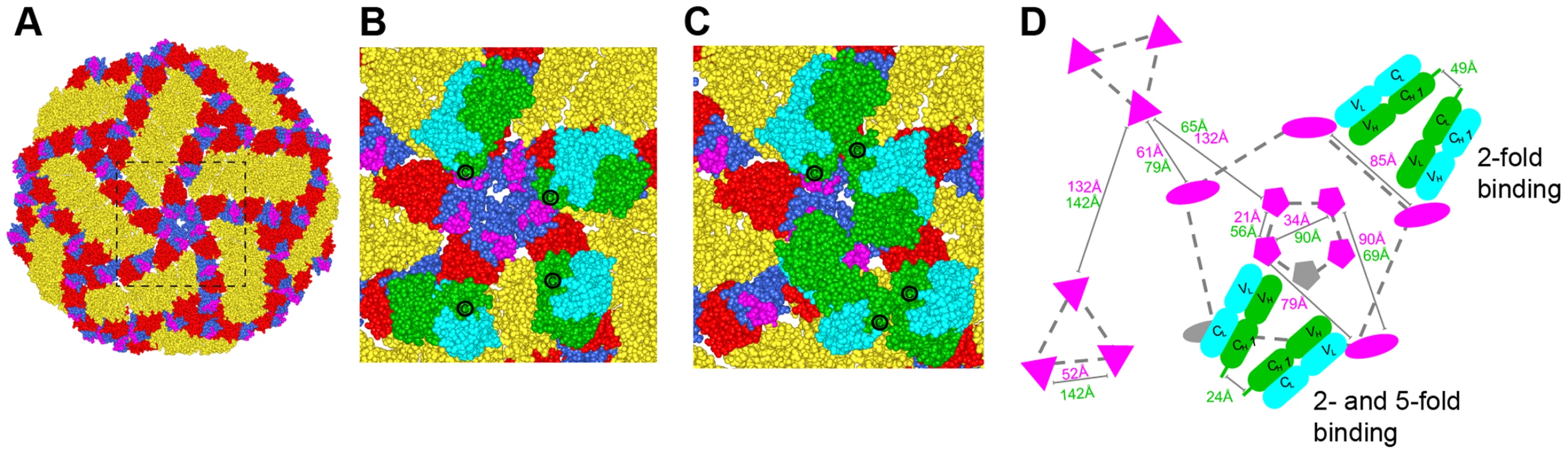 Modeling of E106 binding to DENV.