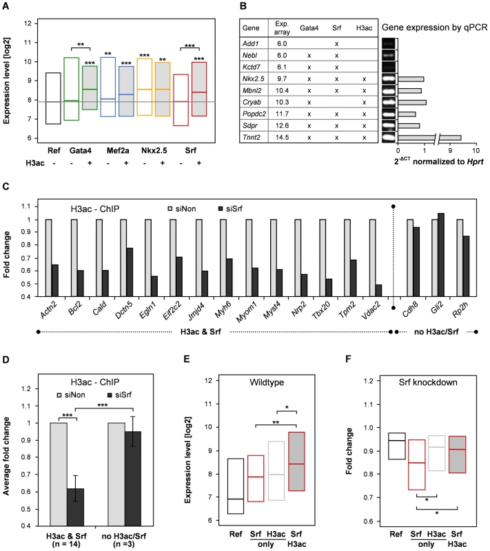 Histone 3 acetylation correlates with target gene expression of Srf and Gata4.