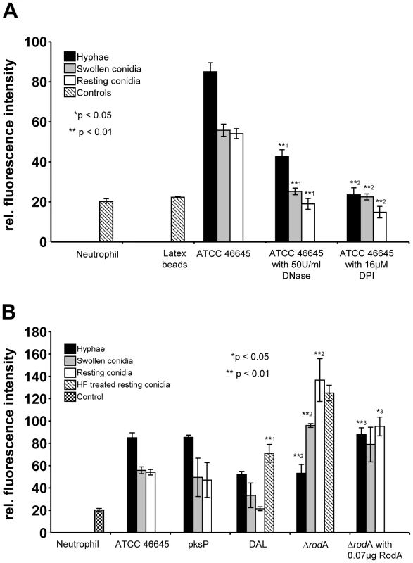 Detection of extracellular DNA by propidium iodide-staining after co-incubation of neutrophils with <i>Aspergillus</i> morphotypes.
