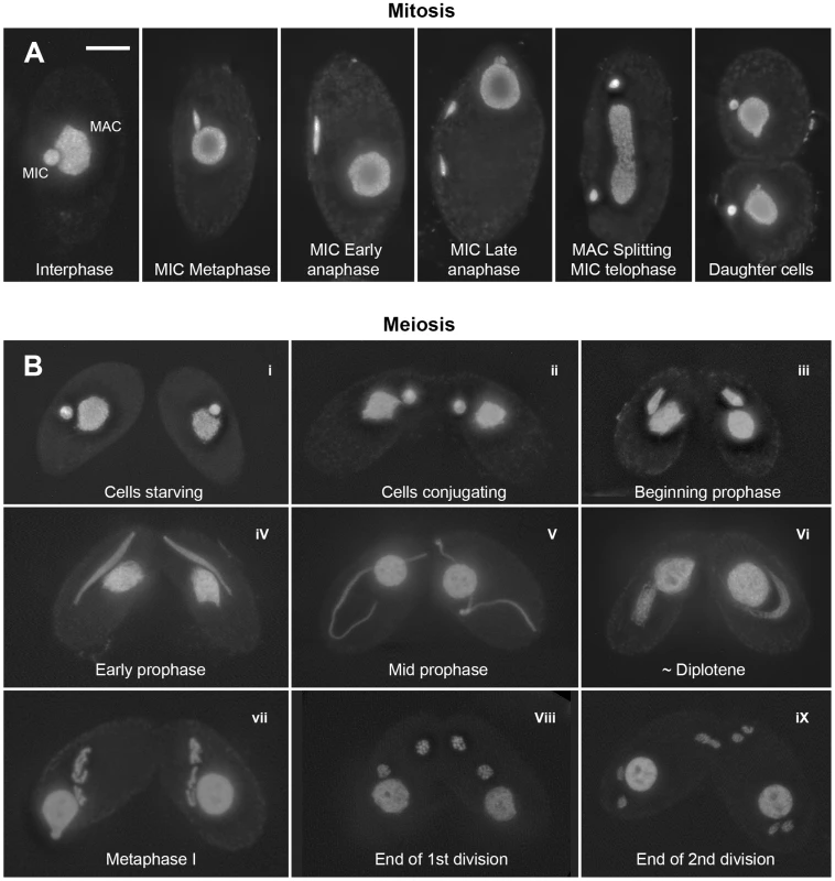 Mitotic and meiotic stages.