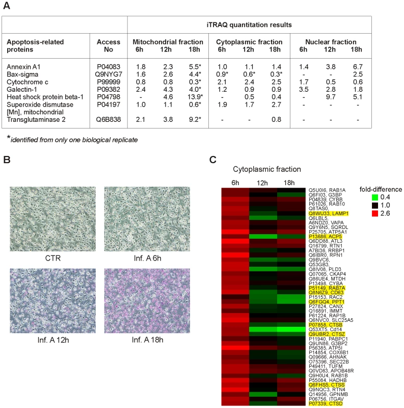 Influenza A virus infection results in apoptosis and increasing amount of lysosomal proteins in cytoplasm.