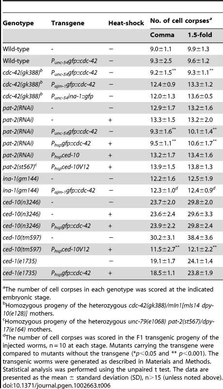<i>cdc-42</i> acts downstream of <i>pat-2</i> during cell-corpse engulfment.