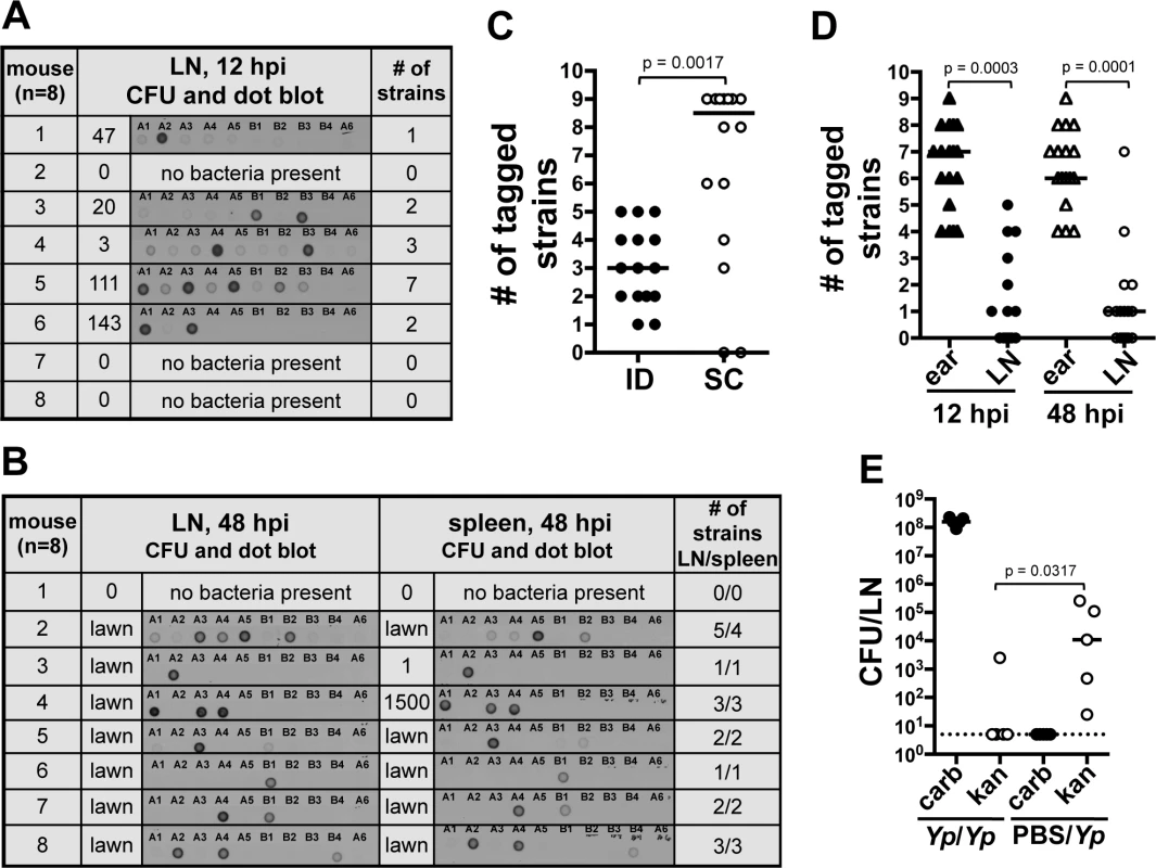 A bottleneck limits dissemination of <i>Y. pestis</i> to the draining LN.