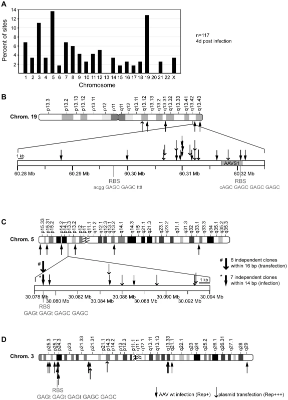 Chromosomal distribution of AAV-2 integration sites.