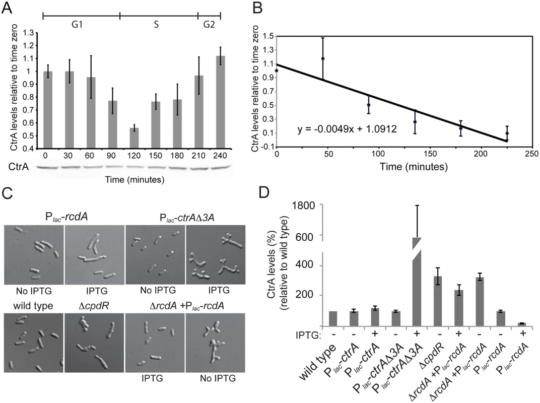 Proteolysis of CtrA is essential in <i>S</i>. <i>meliloti</i> and requires at least CpdR, RcdA and the last three amino acids of CtrA.
