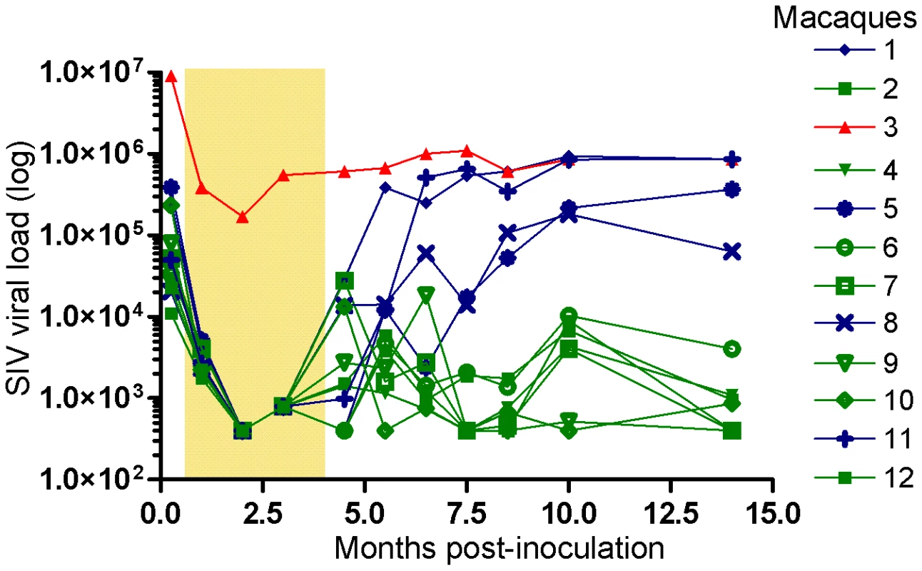 Viral loads in macaques after SIVmac239 infection.