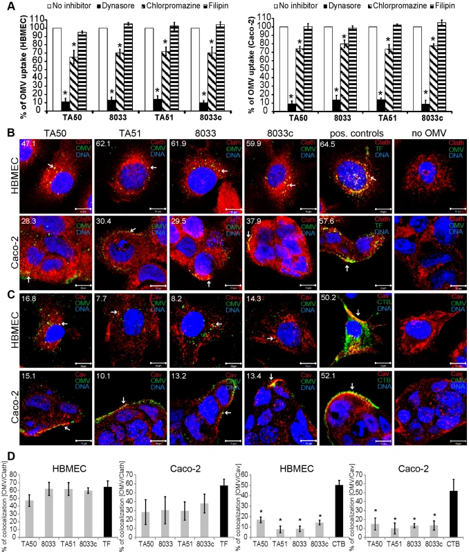 EHEC-Hly-containing OMVs are internalized via dynamin-dependent endocytosis.