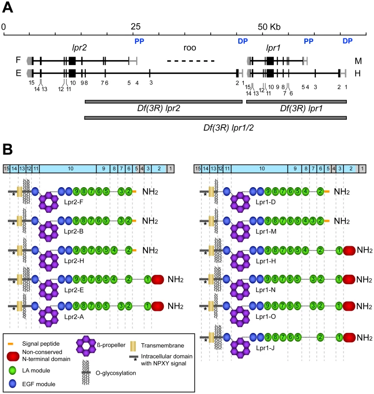 Genomic organization of <i>lpr1</i> and <i>lpr2</i> genes.