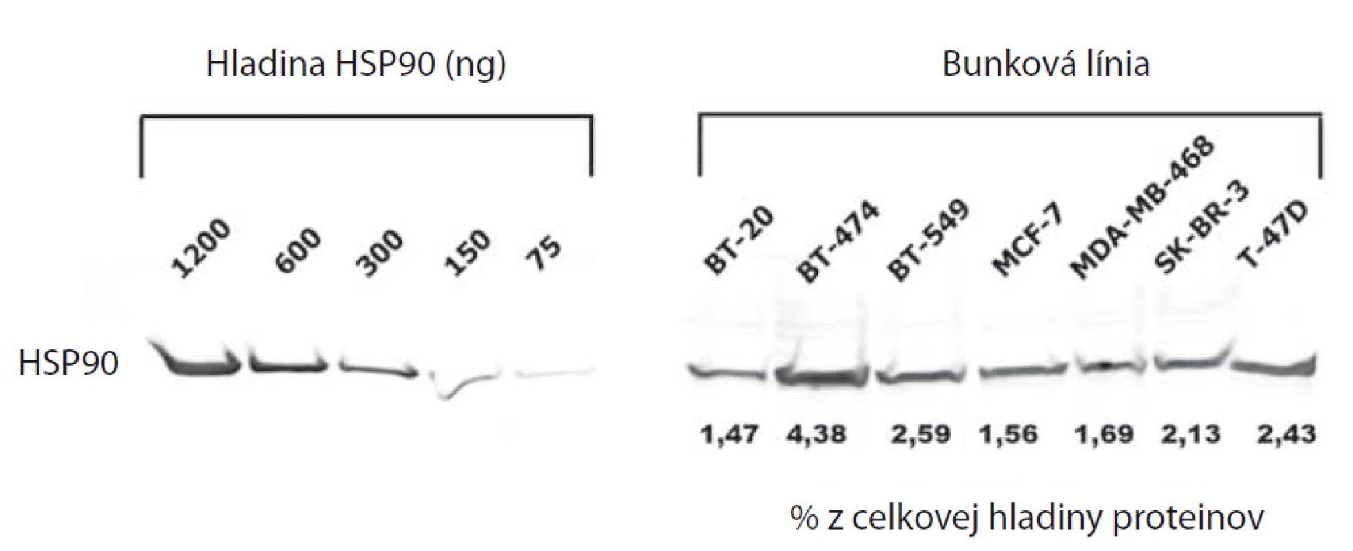 Celková hladina HSP90 v bunkových líniách karcinómu prsníka vyjadrená ako procento HSP90 z celkovej hladiny proteínov v bunke.