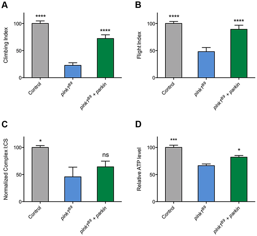 Overexpression of <i>parkin</i> can rescue behavioral phenotypes in <i>pink1</i> mutants but not complex I deficiency.