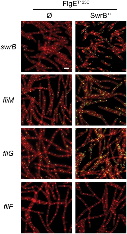 C-ring mutants phenocopy SwrB mutants for hook synthesis and SwrB overexpression bypasses C-ring defects.