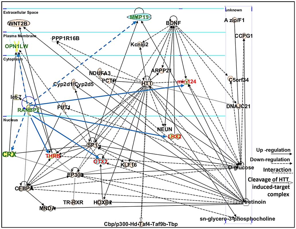 Connectivity map of a gene network linked to Ranbp2 functions.
