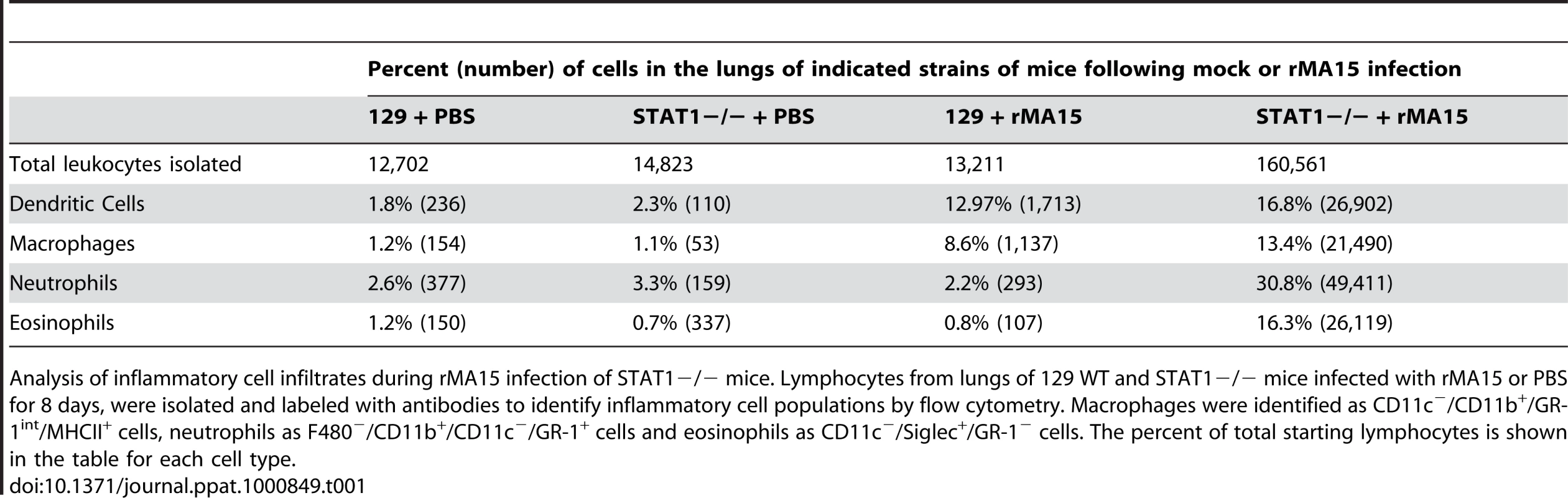 Quantitation of the inflammatory cell infiltrate in the lungs of rMA15 virus infected STAT1−/− mice at 8dpi.