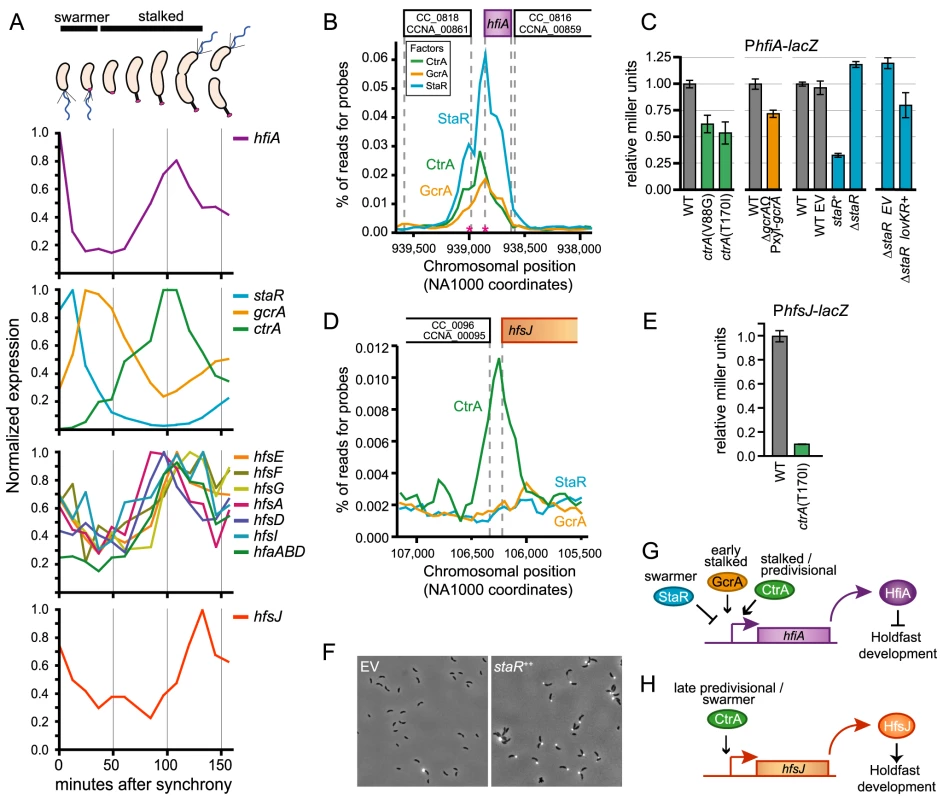 Transcription of <i>hfiA</i> is coordinately controlled by multiple regulatory proteins.