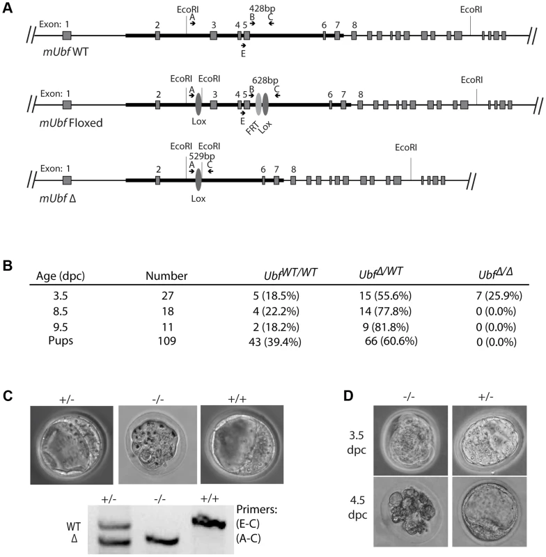 The <i>Ubf</i> gene is essential for mouse development beyond morula.