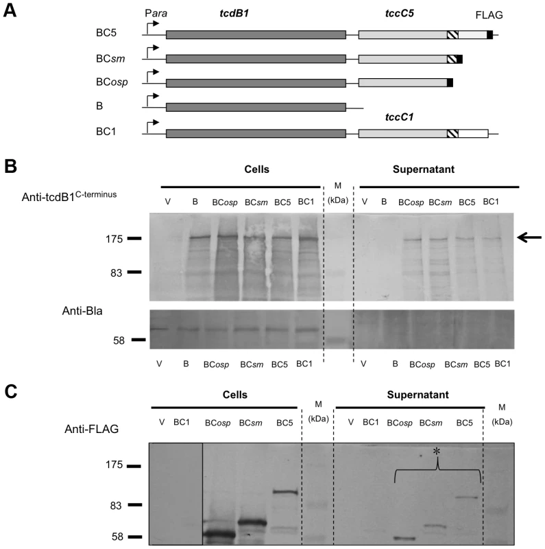 The N-terminus of the C-subunit is essential for secretion of the B+C sub-complex.