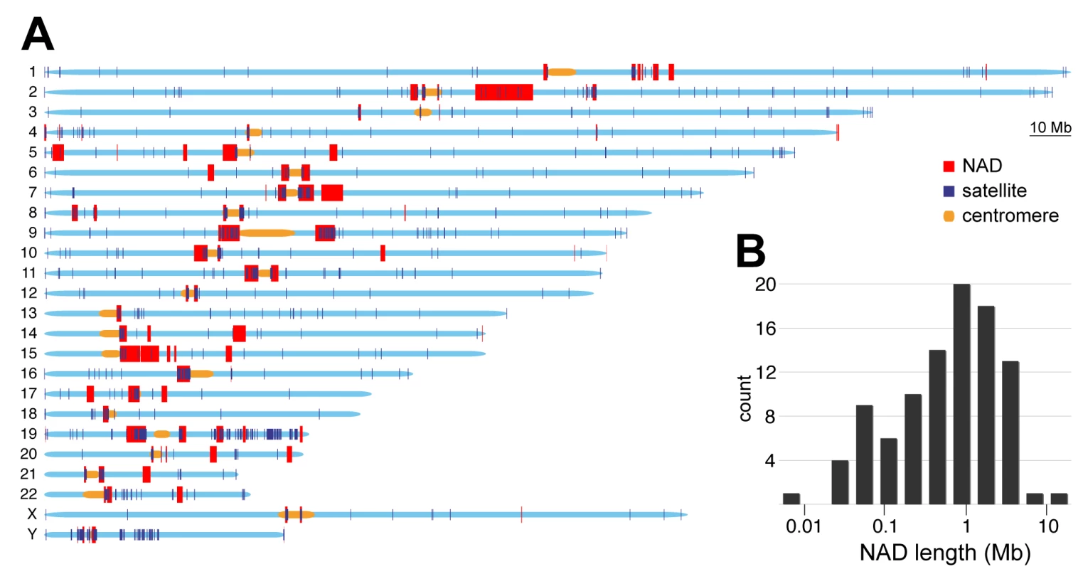 Genomic and size distribution of NADs.
