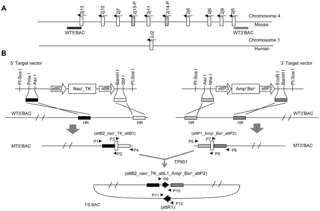 Construction of <i>Cyp2j</i> locus deletion replica.