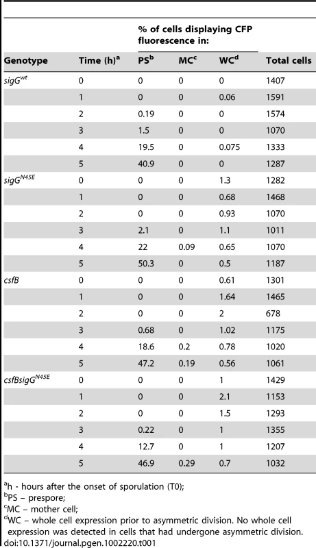 Localization of CFP expressed from the σ<sup>G</sup>-controlled P<i><sub>sspE</sub></i> promoter.