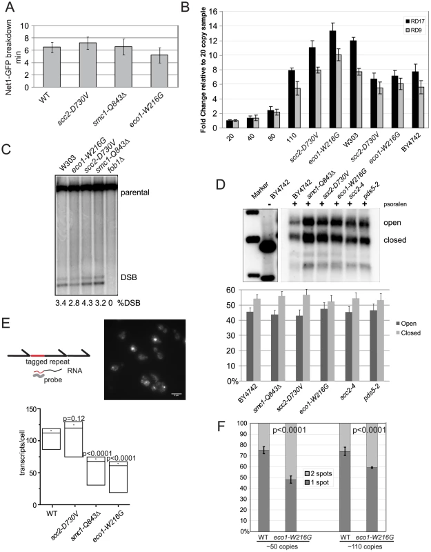 Cohesin mutations do not affect rDNA segregation, copy number, recombination, or the transcriptionally active fraction.
