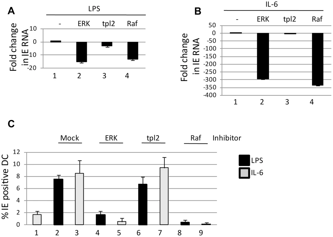 Signalling via the Ras-RAF arm of ERK-MAPK is required for HCMV reactivation.