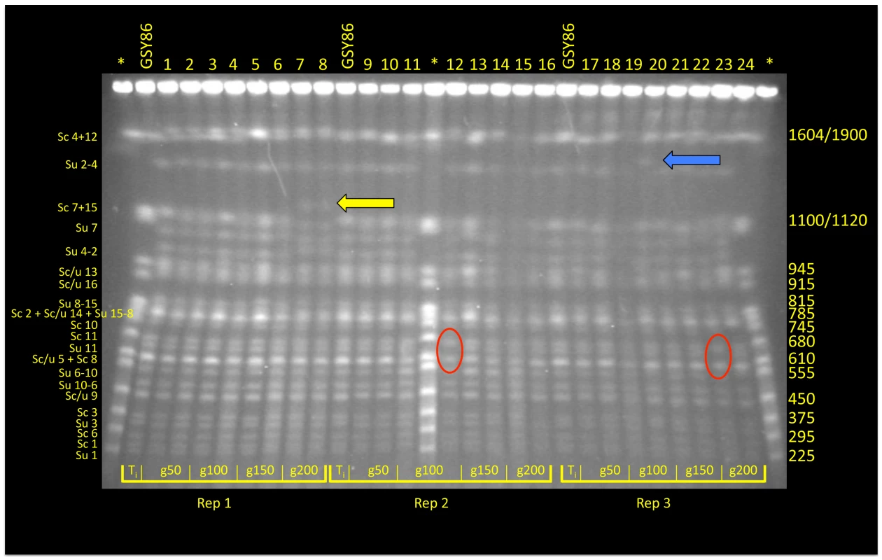 CHEF analysis of randomly selected clones from F1 hybrid evolution experiments.