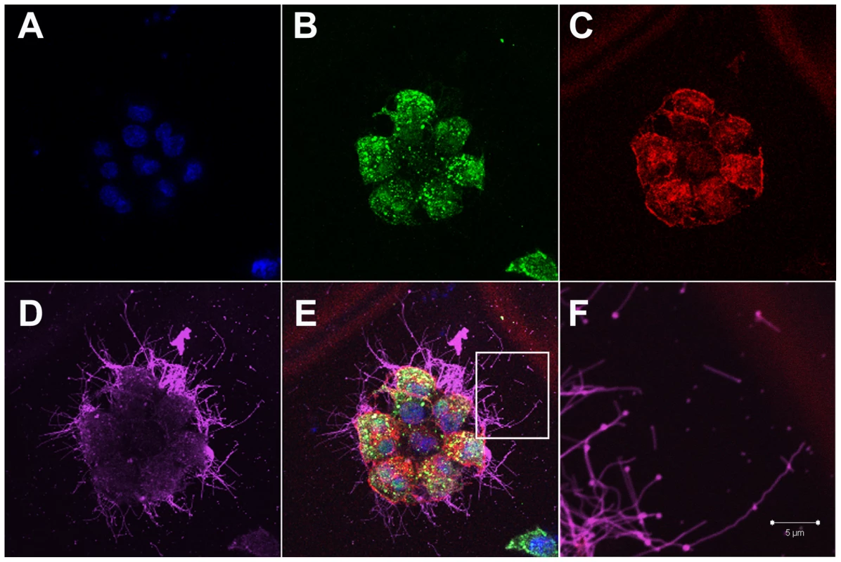 Influenza filaments budding from MDCK cells at 24 hours post-infection.