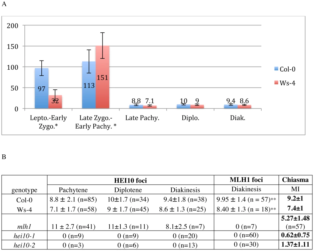 Quantification of HEI10 foci during meiotic prophase.