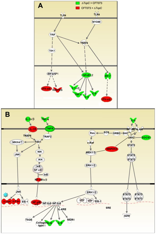 Identification of pathway-specific genes by Ingenuity Pathway Analysis in response to <i>in vitro</i> infection.
