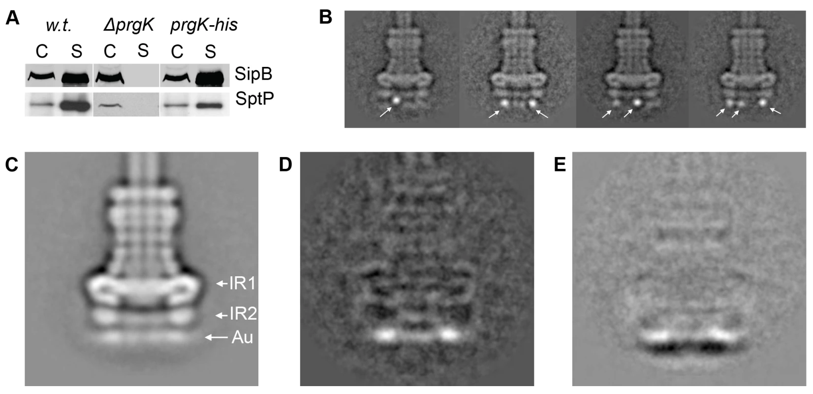 The C-terminus of PrgK is located at the basal (cytoplasmic) side of the needle complex.