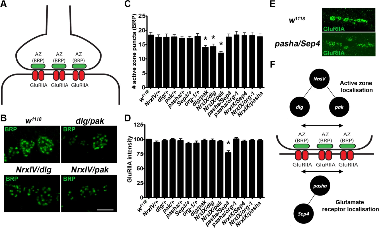 Different genetic interactions effect distinct synaptic defects suggesting that distinct molecular aetiologies underlie ASD.