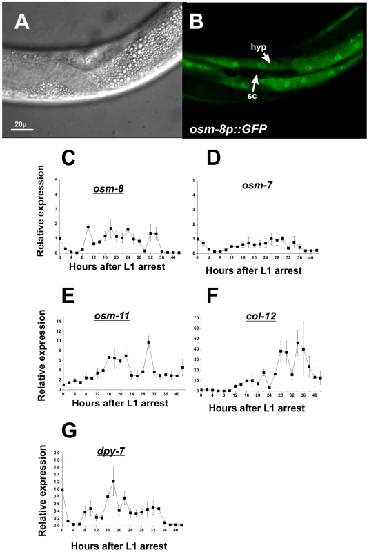 <i>osm-8</i> is expressed in the hypodermis and is developmentally regulated.