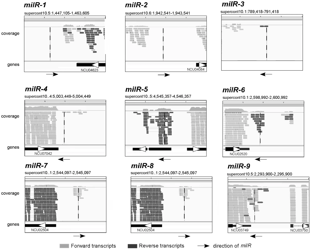RNA sequencing of poly(A) RNA results showing the presence/absence of Pol II transcripts in the selected milR loci.