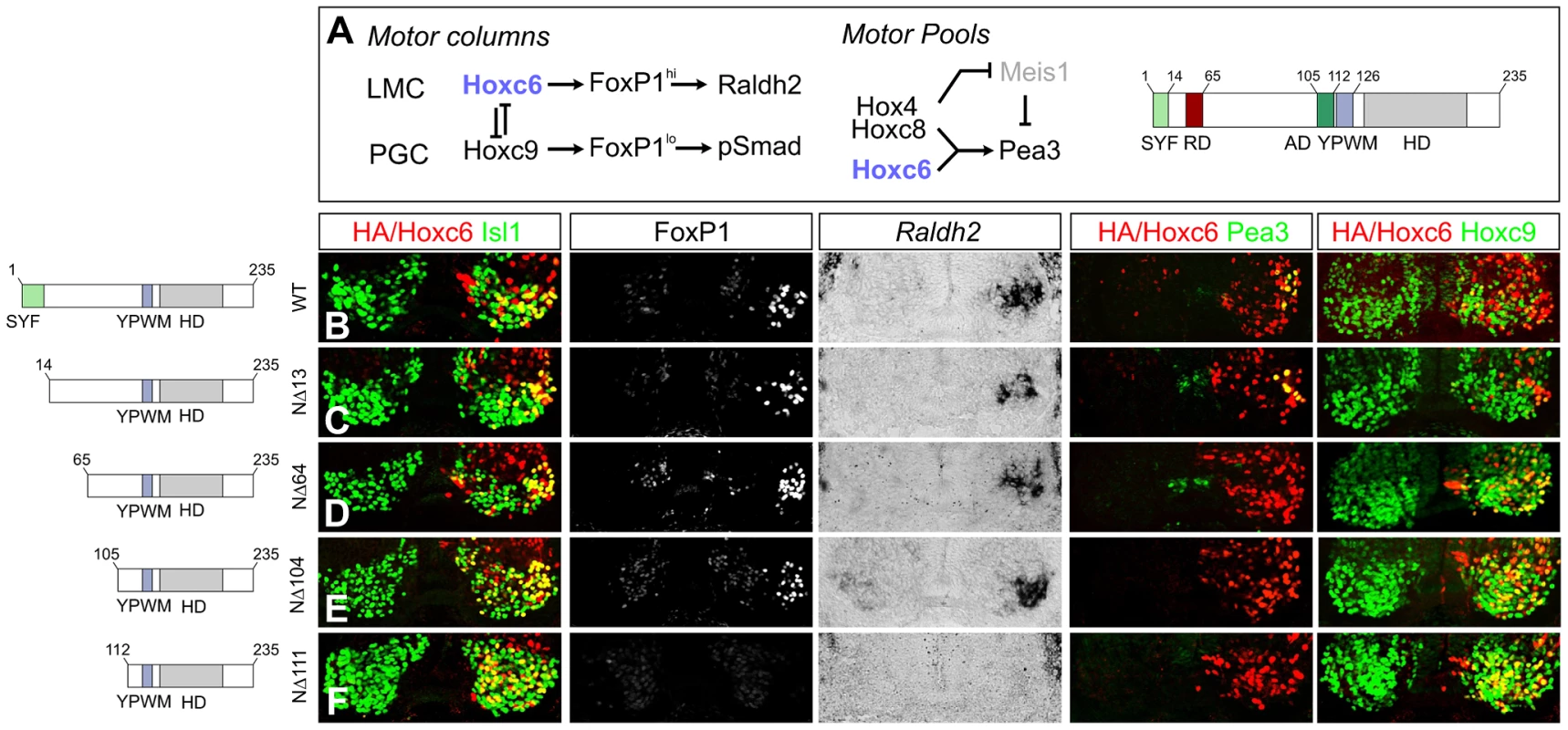 Specificity modules within the Hoxc6 protein.