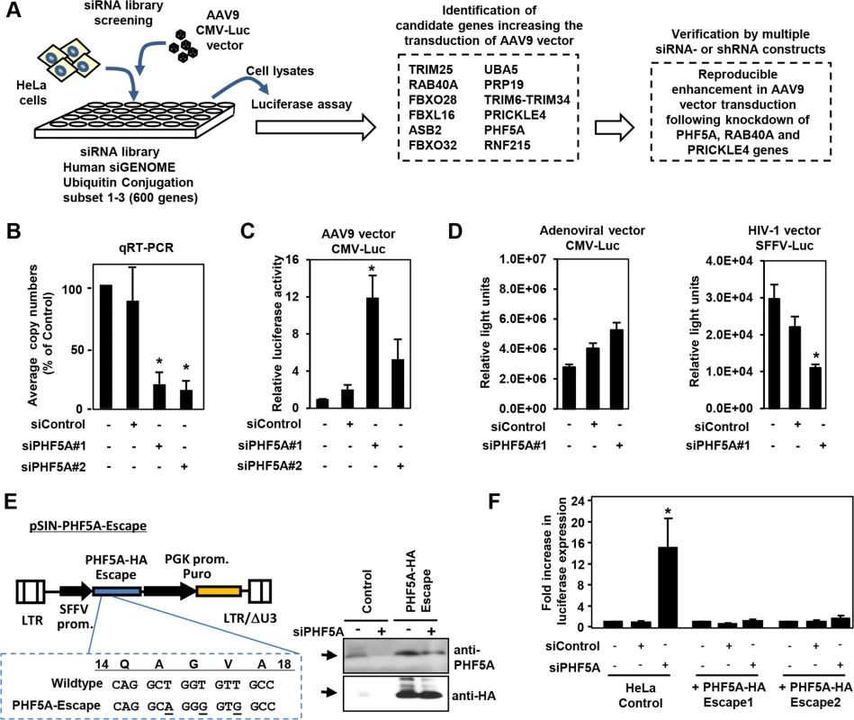 Screening of the siRNA library for proteasomal pathway genes identifies PHF5A as a factor blocking the transduction by AAV9 vector.
