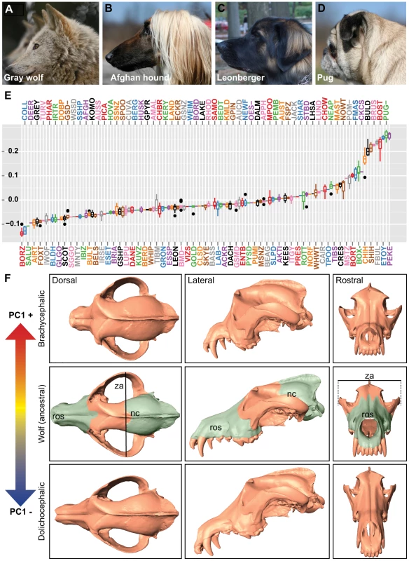 Quantitative and qualitative assessments of PC1 on canine cranioskeletal shape.
