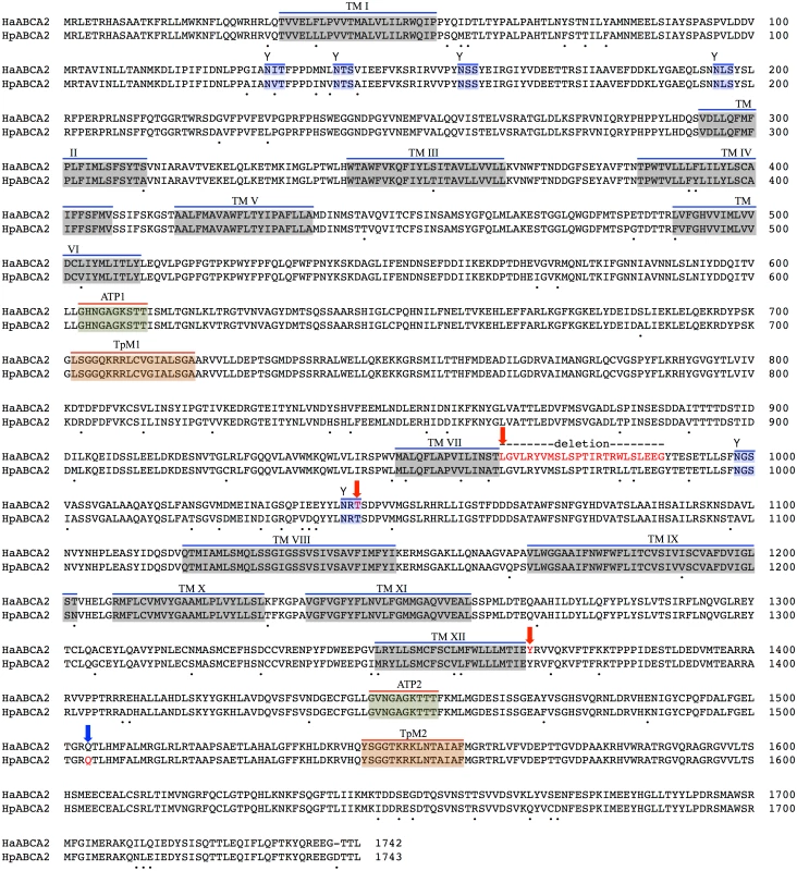 Predicted protein sequence of HaABC2.