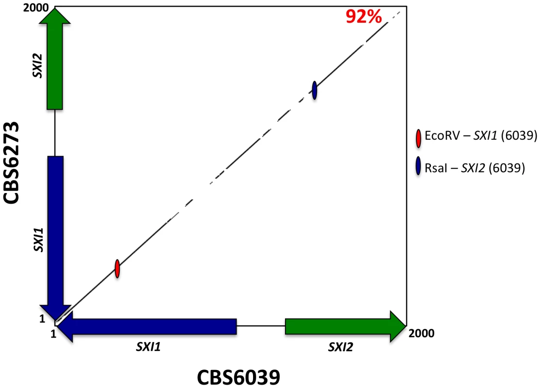The homeodomain genes, <i>SXI1</i> and <i>SXI2</i>, define <i>MAT</i>.