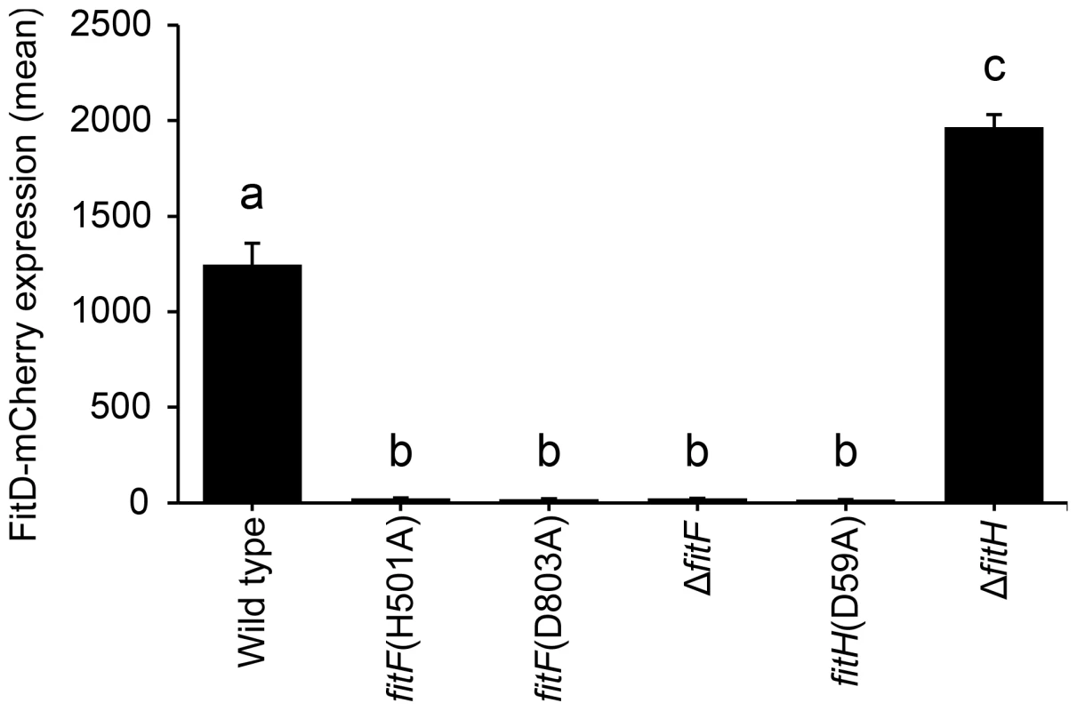 Site-directed mutagenesis of <i>fitF</i> and <i>fitH</i>.