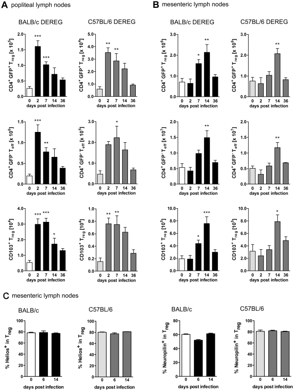 Treg expansion during <i>S. ratti</i> infection.