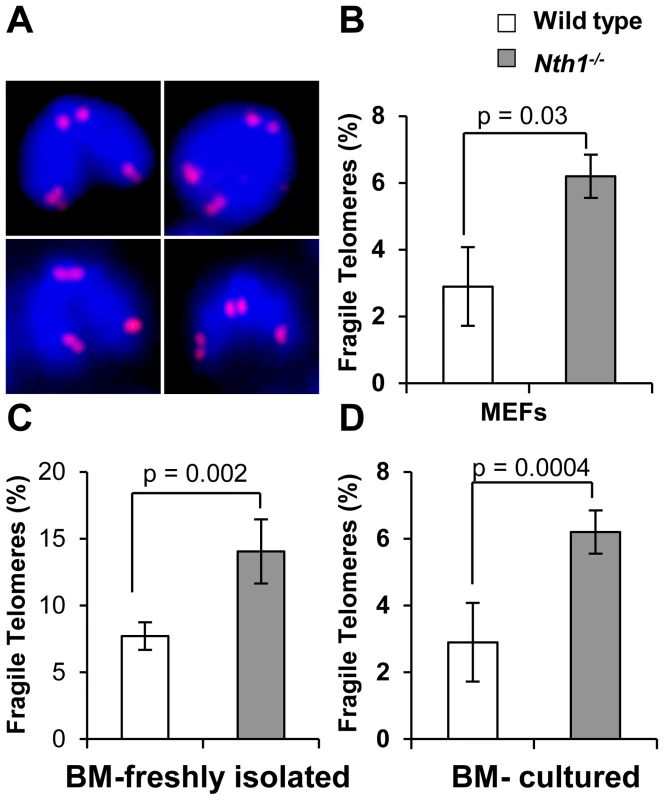 Fragile telomeres in wild-type and <i>Nth1<sup>−/−</sup></i> mouse cells.
