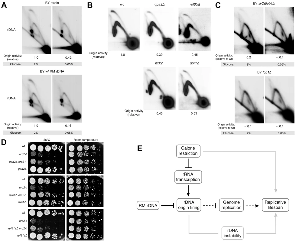 rDNA origin activity is reduced by caloric restriction.