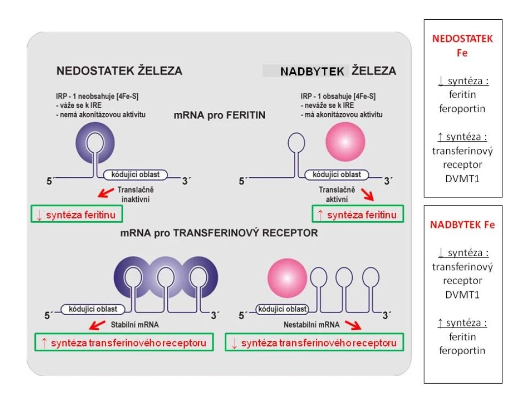 Schéma regulace tvorby feritinu, transferinového receptoru, ferroportinu a DVMT1 hladinou nitrobuněčného železa v tzv. labilním poolu cestou vazby IRP na IRE.