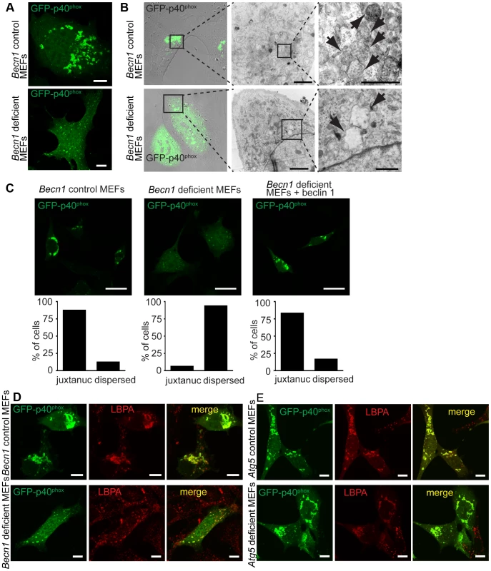 There is a failure of endosome formation and localization in <i>Becn1</i> deficient MEFs.