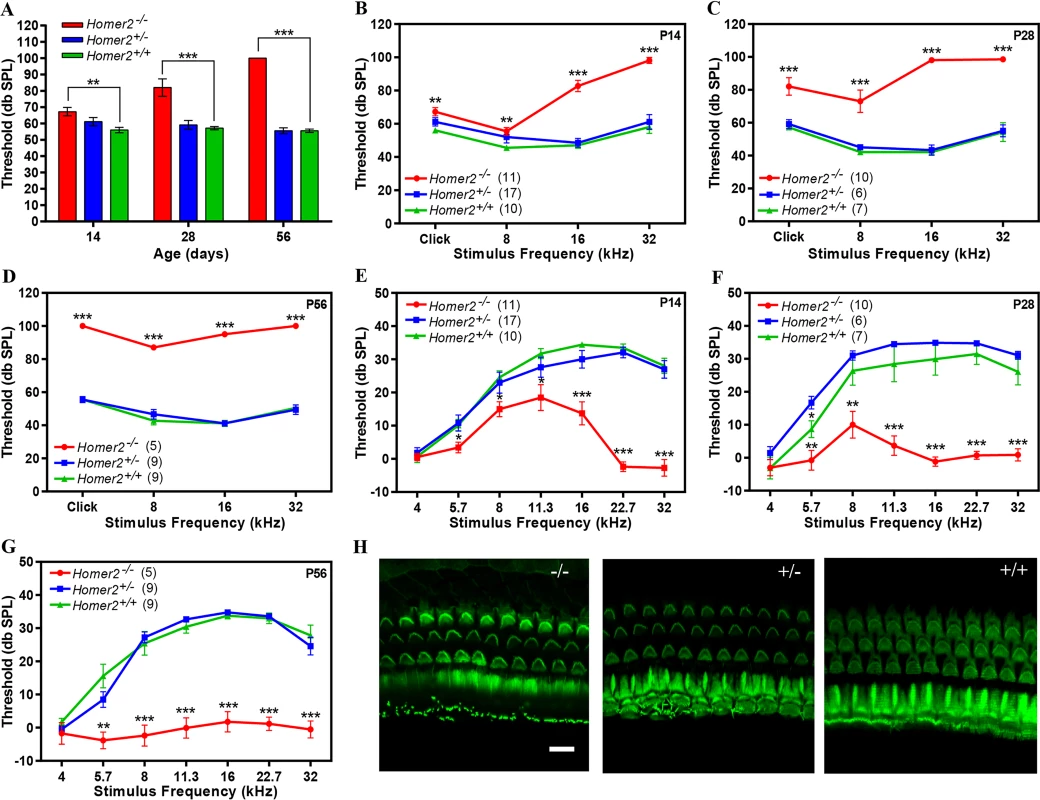 <i>Homer2</i><sup><i>-/-</i></sup> mice have early onset progressive hearing loss.