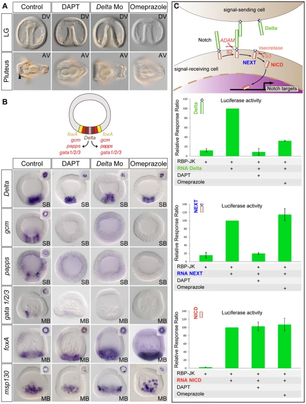 Treatments with the H<sup>+</sup>/K<sup>+</sup>ATPase inhibitor omeprazole phenocopy inhibition of Notch signaling.