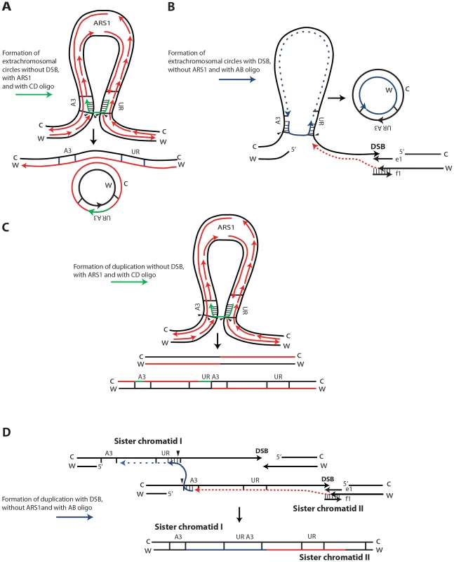 Possible SFDA mechanisms.
